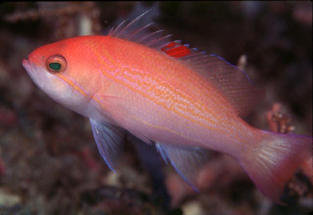 Pseudanthias luzonesis